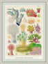 ornate white wood frame with mat board Great Barrier Reef vintage print wall art